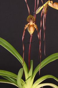 Paph. Lefty Kei Home Run